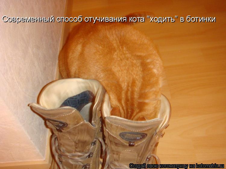 Котоматрица: Современный способ отучивания кота "ходить" в ботинки