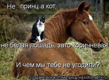 Не принц а кот, не белая лошадь, зато коричневая. И чем мы тебе не угодили?... Котоматрица: Не принц а кот, не белая лошадь, зато коричневая. И чем мы тебе не угодили?