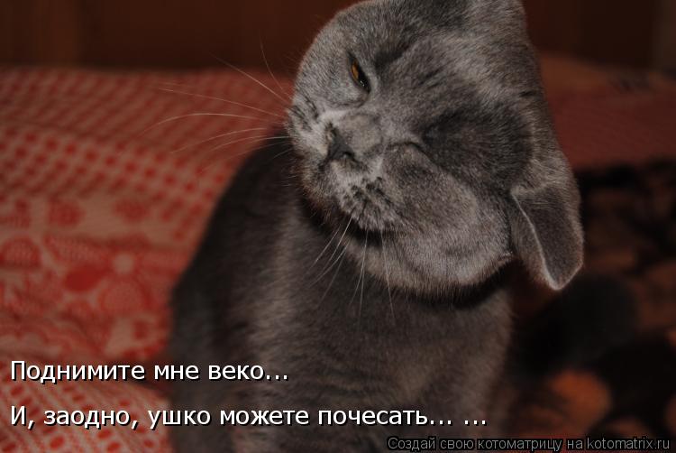 Котоматрица: И, заодно, ушко можете почесать... ...   Поднимите мне веко...