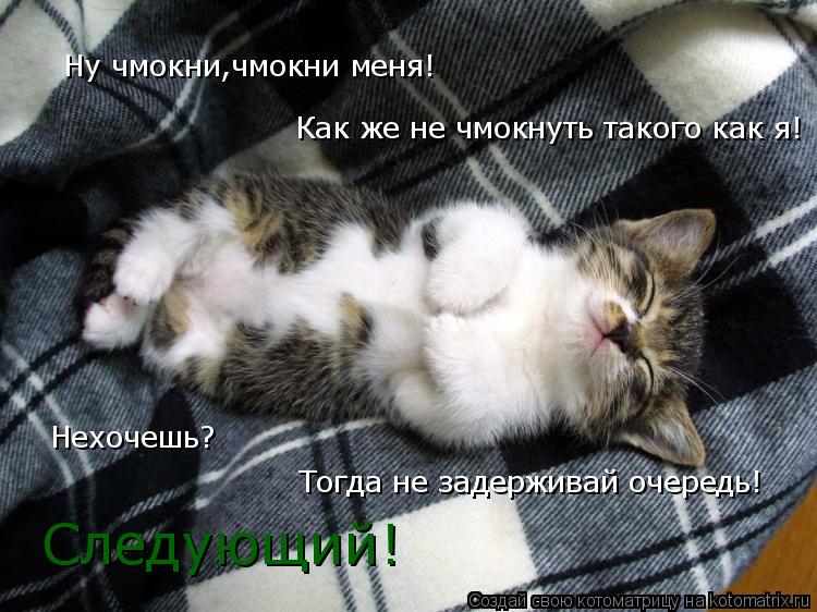 Котоматрица: Ну чмокни,чмокни меня! Как же не чмокнуть такого как я! Нехочешь? Тогда не задерживай очередь! Следующий!
