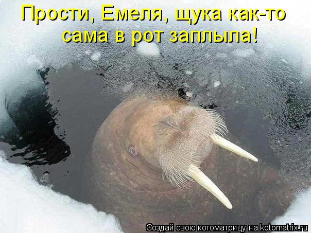 Котоматрица: Прости, Емеля, щука как-то  сама в рот заплыла!