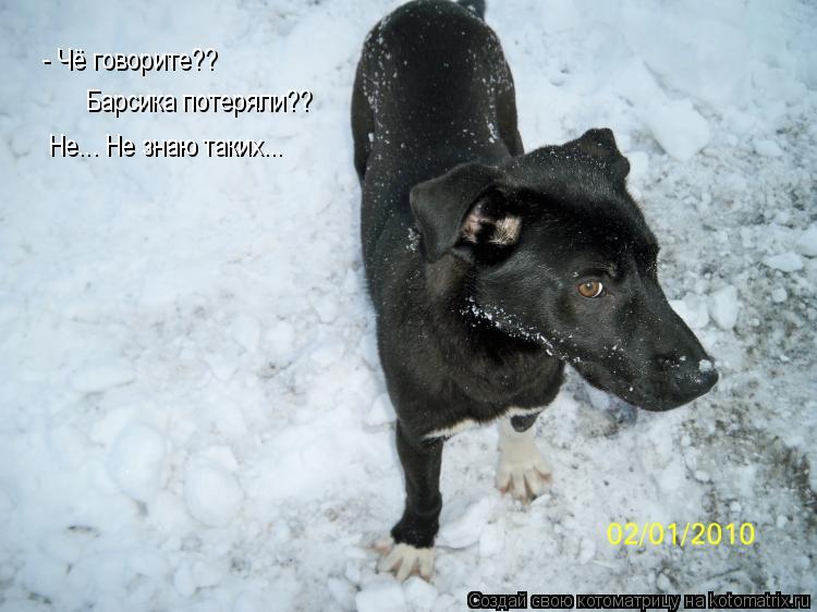 Котоматрица: - Чё говорите?? Барсика потеряли?? Не... Не знаю таких...