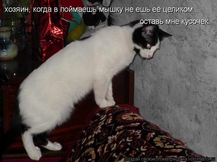 Котоматрица: хозяин, когда в поймаешь мышку не ешь её целиком.. оставь мне кусочек.