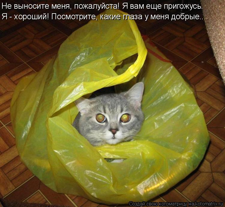 Котоматрица: Не выносите меня, пожалуйста! Я вам еще пригожусь. Я - хороший! Посмотрите, какие глаза у меня добрые....