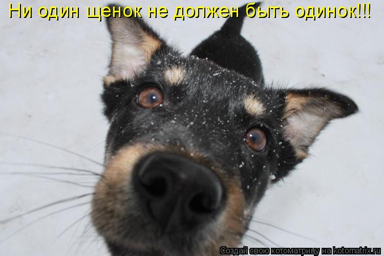 Котоматрица: Ни один щенок не должен быть одинок!!!