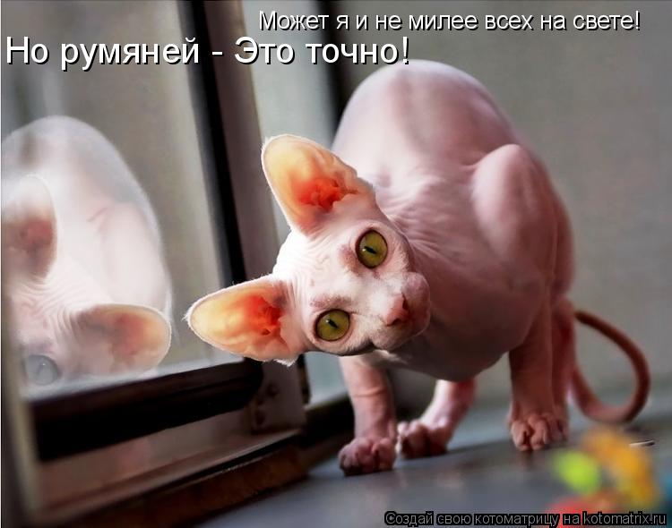 Котоматрица: Может я и не милее всех на свете! Но румяней - Это точно!