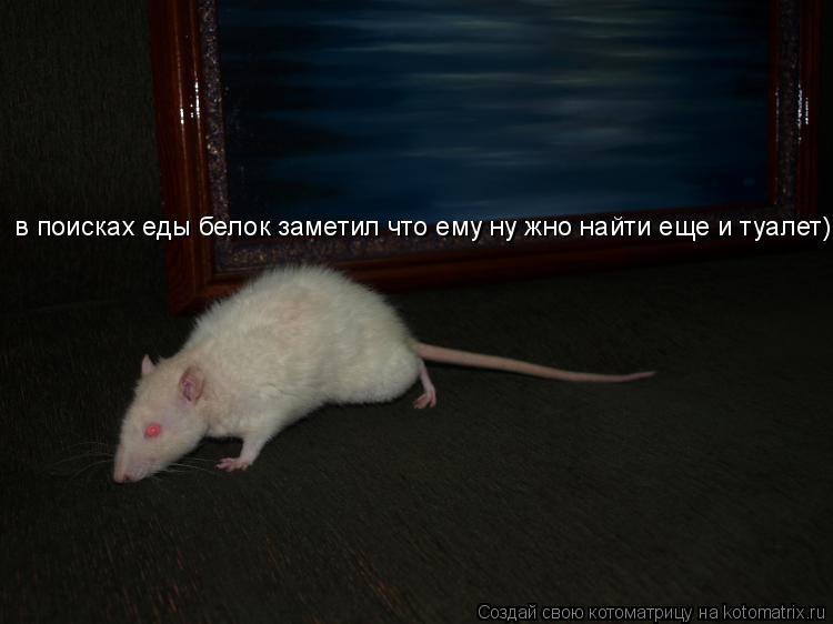 в поисках еды белок заметил что ему ну жно найти еще и туалет)... Котоматрица: в поисках еды белок заметил что ему ну жно найти еще и туалет)