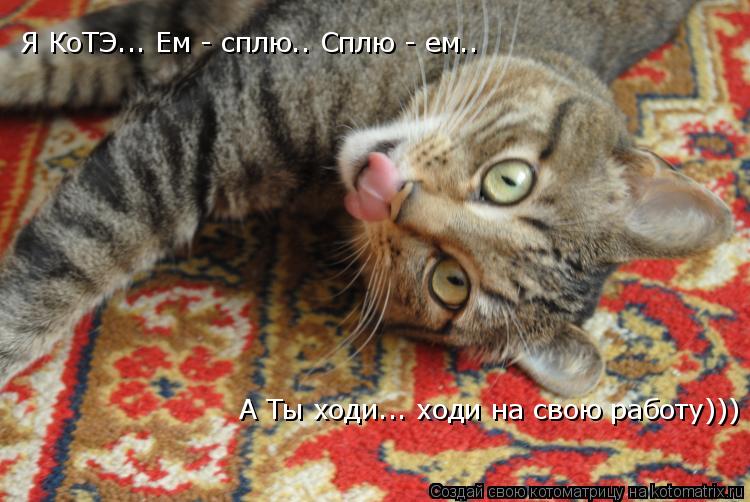 Котоматрица: Я КоТЭ... Ем - сплю.. Сплю - ем..  А Ты ходи... ходи на свою работу)))