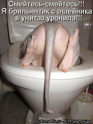 Котоматрица: Смейтесь-смейтесь!!! Я брильянтик с ошейника в унитаз  в унитаз уронила!!!