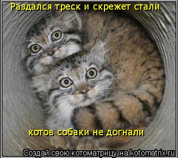 Котоматрица: Раздался треск и скрежет стали  котов собаки не догнали