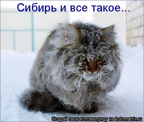 Котоматрица: Сибирь и все такое...