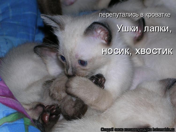 Котоматрица: перепутались в кроватке Ушки, лапки, носик, хвостик