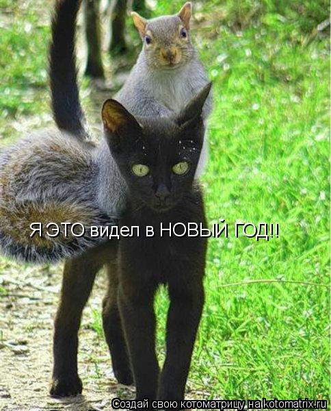 Котоматрица: Я ЭТО видел в НОВЫЙ ГОД!!
