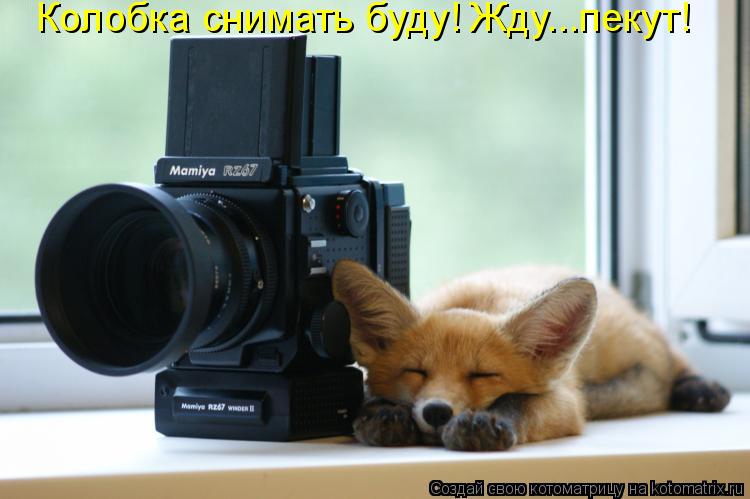 Котоматрица: Колобка снимать буду! Жду...пекут!