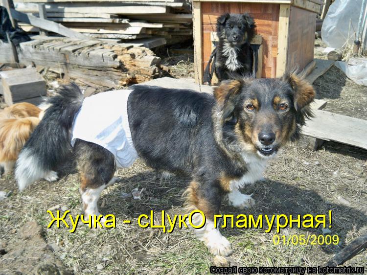 Котоматрица: Жучка - сЦукО гламурная!