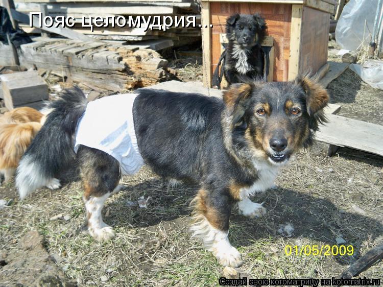 Котоматрица: Пояс целомудрия...