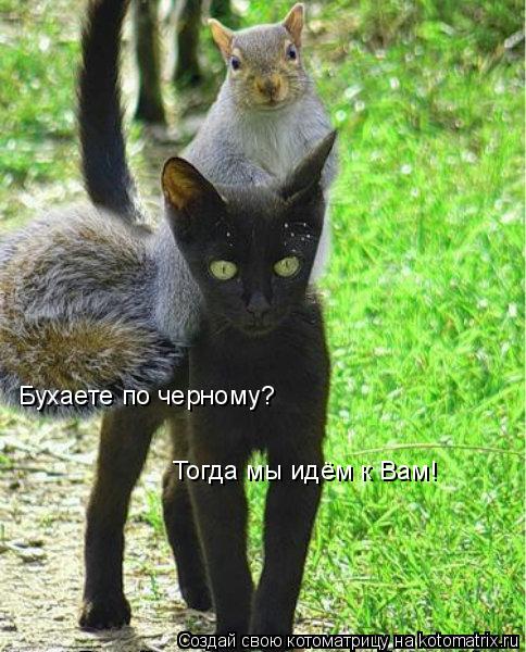 Котоматрица: Бухаете по черному? Тогда мы идём к Вам!