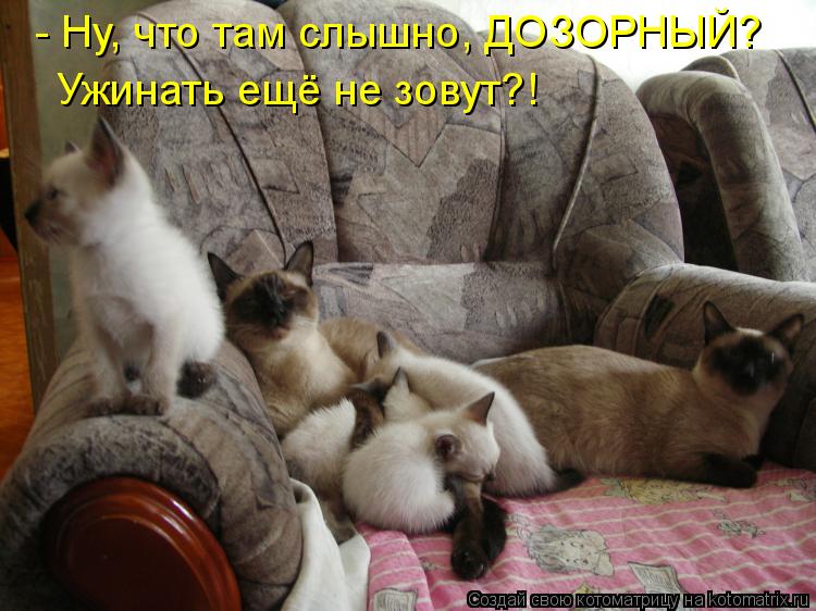 - Ну, что там слышно, ДОЗОРНЫЙ? Ужинать ещё не зовут?!... Котоматрица: - Ну, что там слышно, ДОЗОРНЫЙ? Ужинать ещё не зовут?!
