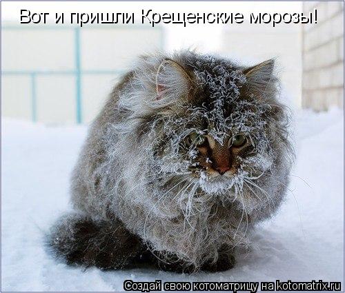 Котоматрица: Вот и пришли Крещенские морозы!