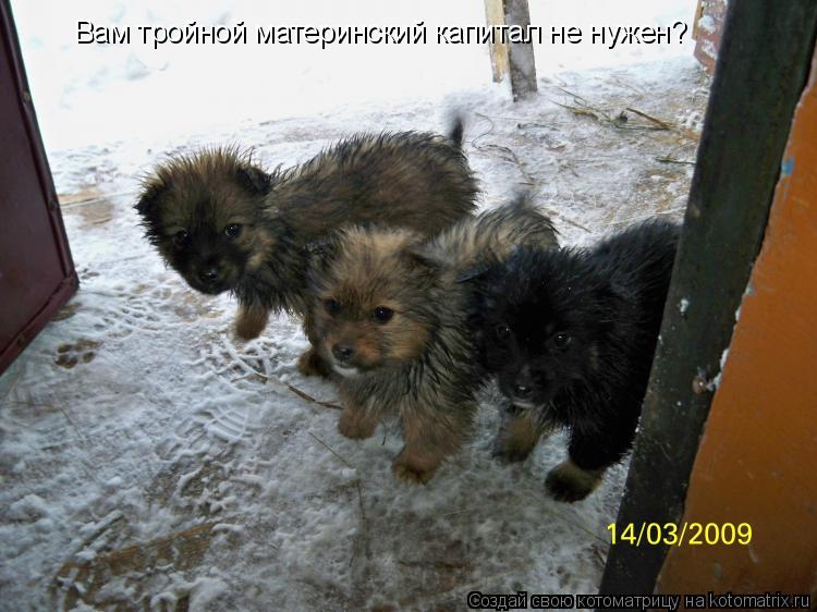 Котоматрица: Вам тройной материнский капитал не нужен?