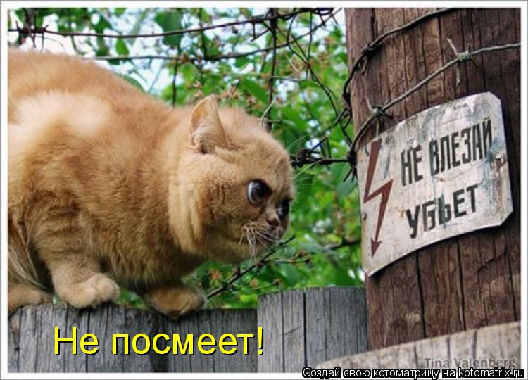 Котоматрица: Не посмеет!