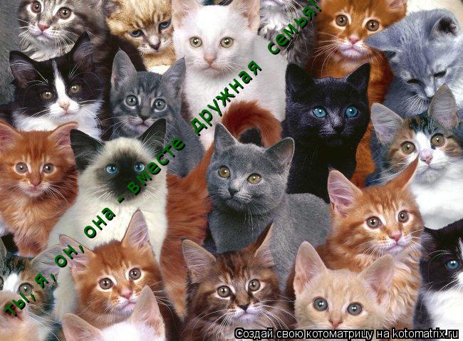 Котоматрица: ты, я, он, она - вместе  дружная  семья!