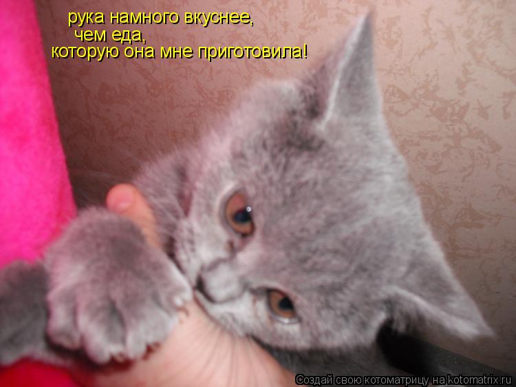 Котоматрица: рука намного вкуснее, чем еда, которую она мне приготовила!