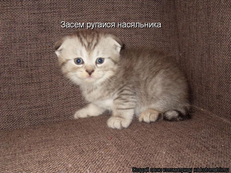 Котоматрица: Засем ругаися насяльника