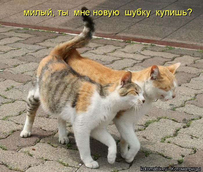 Котоматрица: милый, ты  мне новую  шубку  купишь?