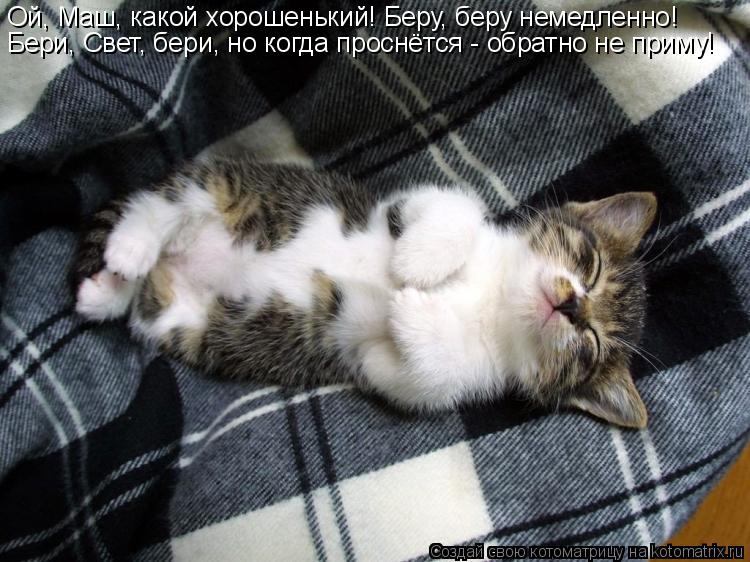 Котоматрица: Ой, Маш, какой хорошенький! Беру, беру немедленно! Бери, Свет, бери, но когда проснётся - обратно не приму!
