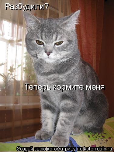 Котоматрица: Разбудили? Теперь кормите меня