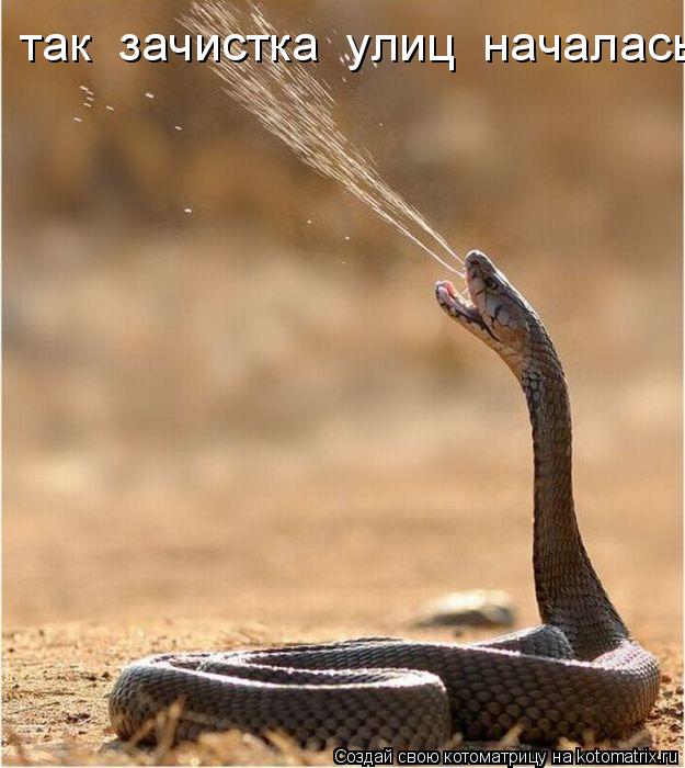Котоматрица: так  зачистка  улиц  началась так  зачистка  улиц  началась