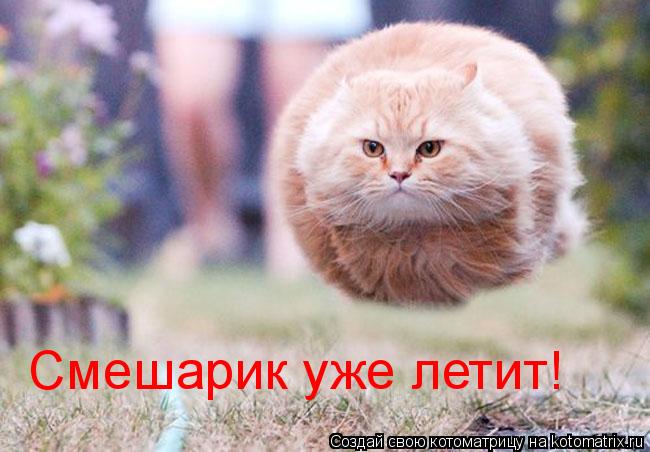 Котоматрица: Смешарик уже летит!