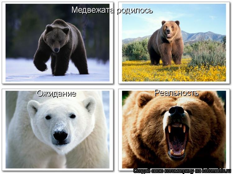 Котоматрица: Медвежата родилось Ожидание Реальность