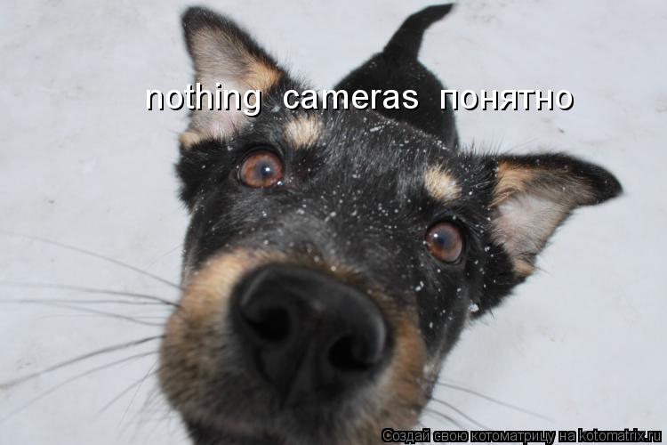 Котоматрица: nothing  cameras  понятно nothing  cameras  понятно