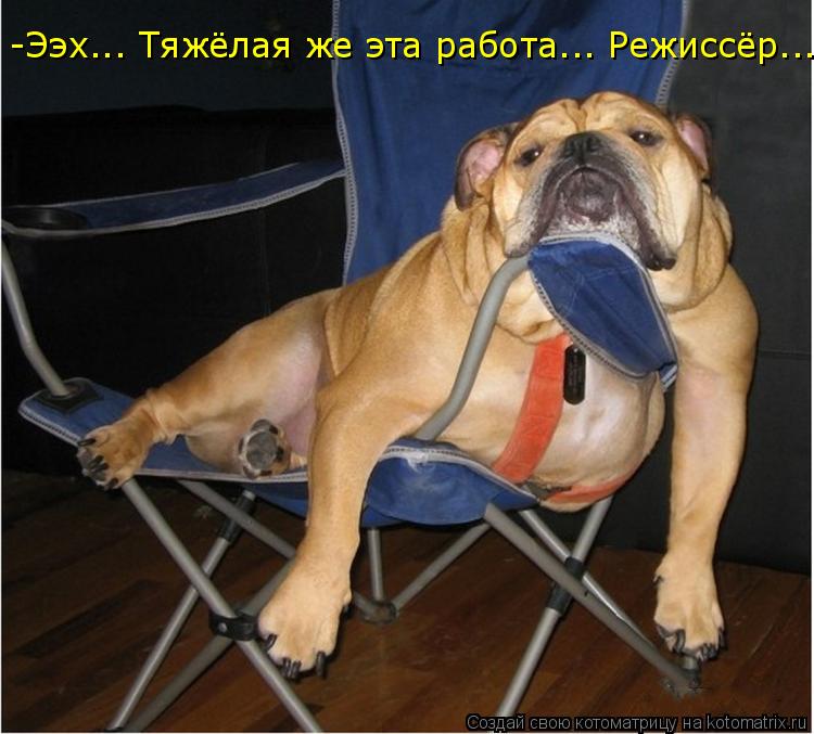 Котоматрица: -Ээх... Тяжёлая же эта работа... Режиссёр...
