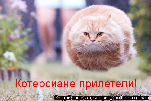 Котоматрица: Котерсиане прилетели!