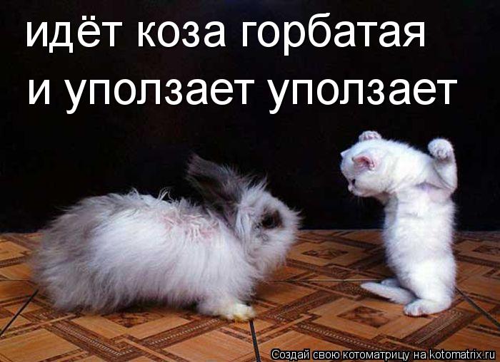 Котоматрица: идёт коза горбатая  и уползает уползает