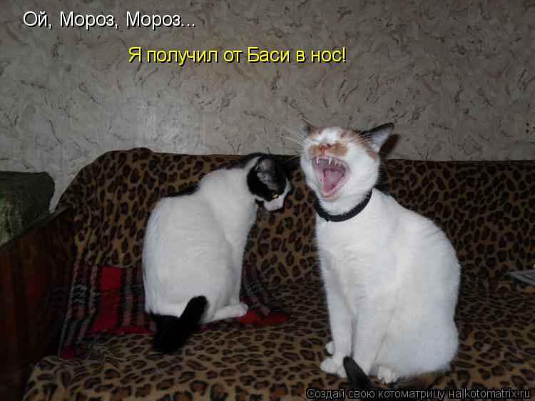 Котоматрица: Ой, Мороз, Мороз... Я получил от Баси в нос!