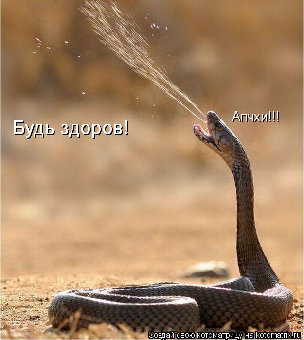 Котоматрица: Апчхи!!! Будь здоров!