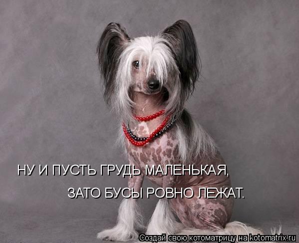 НУ И ПУСТЬ ГРУДЬ МАЛЕНЬКАЯ, ЗАТО БУСЫ РОВНО ЛЕЖАТ.... Котоматрица: НУ И ПУСТЬ ГРУДЬ МАЛЕНЬКАЯ, ЗАТО БУСЫ РОВНО ЛЕЖАТ.
