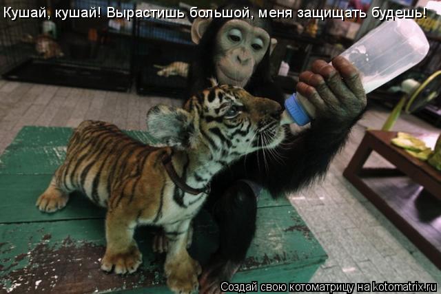 Кушай, кушай! Вырастишь большой, меня защищать будешь!... Котоматрица: Кушай, кушай! Вырастишь большой, меня защищать будешь!