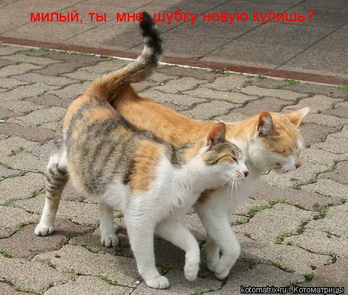 милый, ты мне шубку новую купишь?... Котоматрица: милый, ты мне шубку новую купишь?