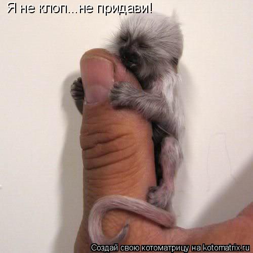 Я не клоп...не придави!... Котоматрица: Я не клоп...не придави!