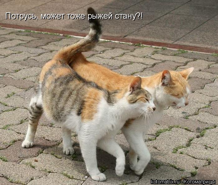Потрусь, может тоже рыжей стану?!... Котоматрица: Потрусь, может тоже рыжей стану?!