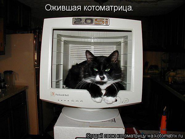Ожившая котоматрица.... Котоматрица: Ожившая котоматрица.