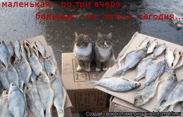 маленькая - по три вчера, большая - по пять и сегодня...... Котоматрица: маленькая - по три вчера, большая - по пять и сегодня...