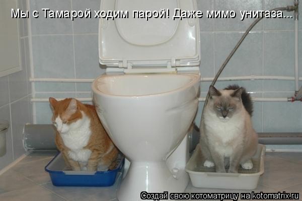 Мы с Тамарой ходим парой! Даже мимо унитаза...... Котоматрица: Мы с Тамарой ходим парой! Даже мимо унитаза...