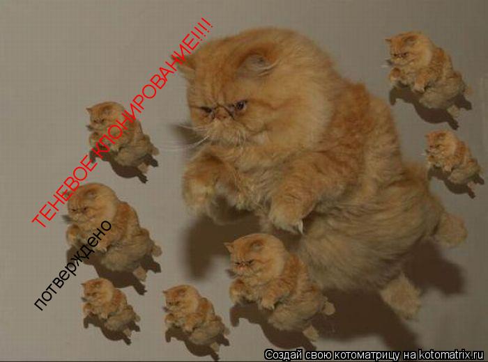 ТЕНЕВОЕ КЛОНИРОВАНИЕ!!!! потверждено... Котоматрица: ТЕНЕВОЕ КЛОНИРОВАНИЕ!!!! потверждено