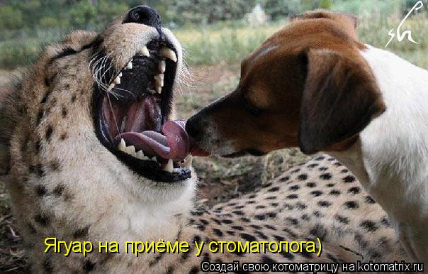 Ягуар на приёме у стоматолога)... Котоматрица: Ягуар на приёме у стоматолога)